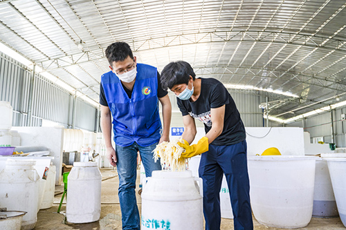 渌龙村驻村第一书记肖书圣检查酸笋库存。（陈建倬　摄）