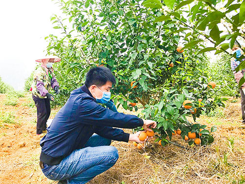 吴太华到基地里采摘沃柑。（梁加俏　摄）