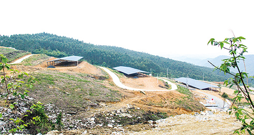 东信村种鸡孵化基地。.JPG