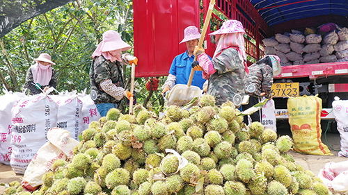 村民们忙着给分拣好的板栗好装车。