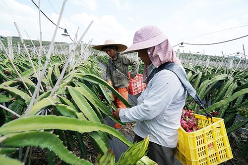 委员扶贫带富基地——金福农业吸纳多名周边贫困村民进厂务工，为脱贫攻坚作出贡献。（潘  华 摄）