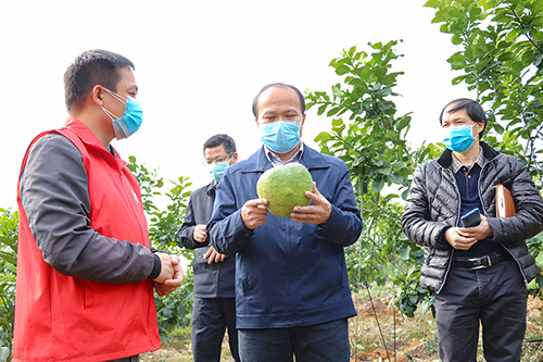 县长甘诚到农之源农业公司基地调研指导。