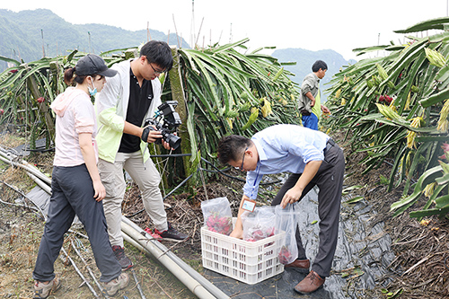 摄制组在火龙果基地取景拍摄。