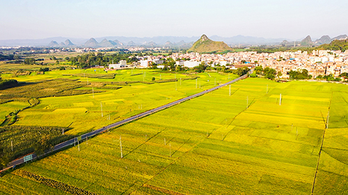 乔建镇稻田风光。（陈建倬　摄）