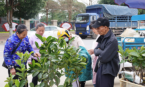 苗木市场的摊位前顾客络绎不绝。（苏 莹   摄）