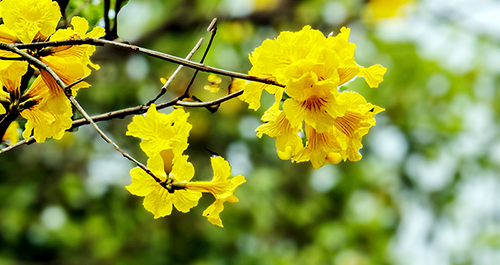 广场风铃花.jpg