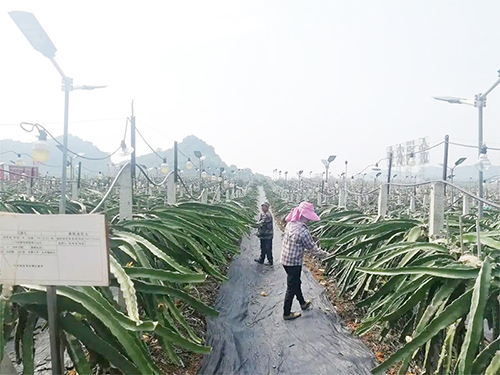 村民在火龙果基地疏果。（南国早报客户端记者  刘冬莲摄）