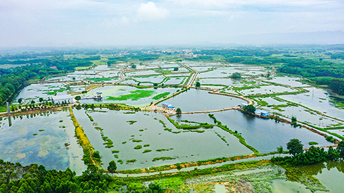 柏林稻虾生态种养产业示范园。（陈建倬　摄）