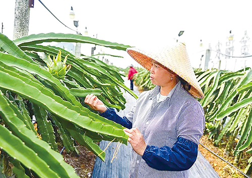 在金福火龙果种植基地（隆安县丁当镇保湾村火龙果基地），务工人员进行剪枝、梳果等田间管理工作。记者 黄红锦  摄