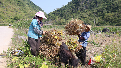 农民收获成熟的黄豆。