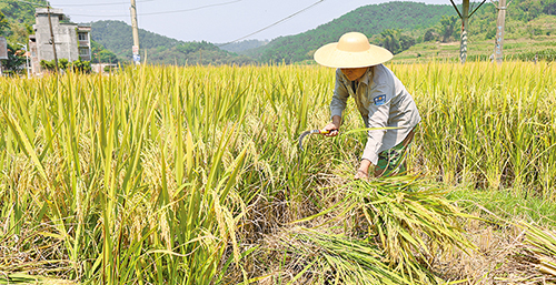 农民正在收割晚稻。