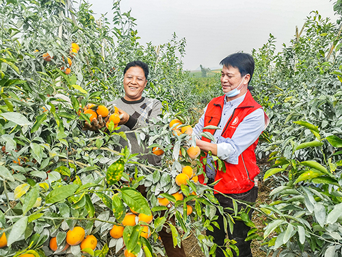 科技特派员现场向果农指导沃柑日常管理技术。