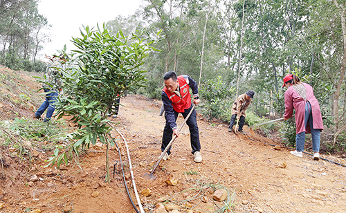 梁崇宾正带人给坚果树施肥、除草。