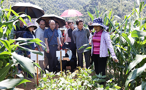 参训学员在都安县大豆玉米复合种植基地观摩学习。