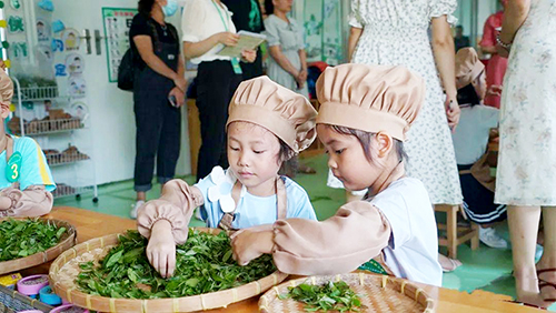 孩子们在制茶比赛中体验茶叶制作。