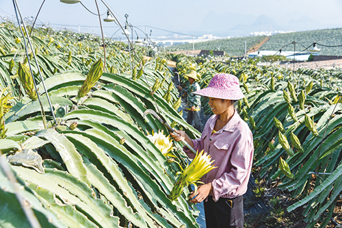 金穗火龙果良种培育基地，承包户韦美萍在进行火龙果田间管理。