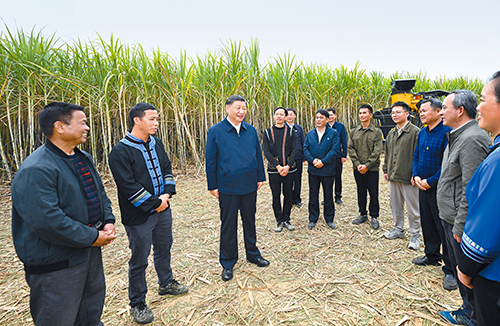 12月14日至15日，中共中央总书记、国家主席、中央军委主席习近平在广西考察。这是14日下午，习近平在来宾市国家现代农业产业园黄安优质“双高”糖料蔗基地考察时，同蔗农、农机手和农技人员亲切交流。 新华社记者 谢环驰摄