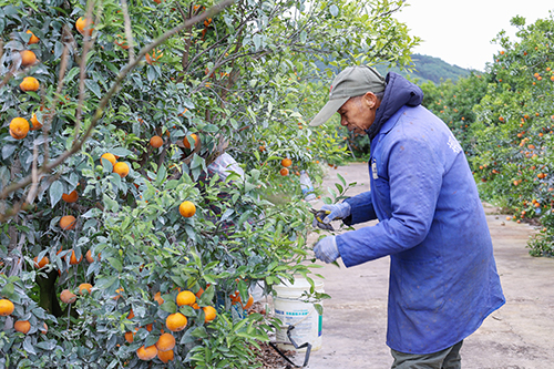 无核沃柑挂满枝头，眼下正是最佳采收期。