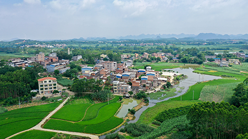 联合村四方岭甘蔗种植基地。（黄永福　摄）